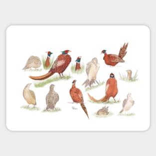 Wild british Pheasant  studies Sticker